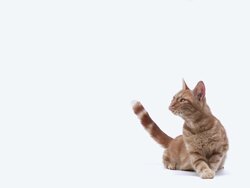 MS SLO MO Shot of Red tabby cat walking / Vieux Pont, Normandy, France Stock Footage