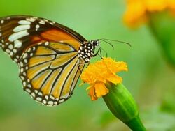 Monarch Butterfly Stock Footage