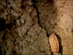 Track down muddy crack and Land Snail (Iberus gualtieranus), Andalusia, Southern Spain Stock Footage