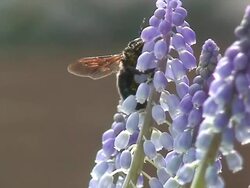 Xylocopa bumblebee on flowers Stock Footage