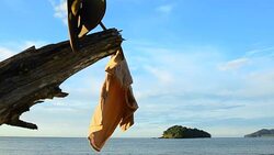 panning: cloth on dead plants in summer Stock Footage