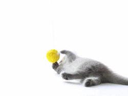 Cat playing Stock Footage