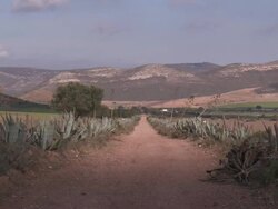 WS View of dirt road lined with cactus near Cabo de Gata Natural Park / San Jose, Andalusia, Spain Stock Footage