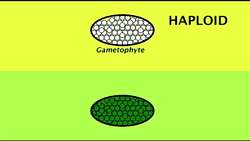 The Introduction to the Alternation of Generations Instructional Video