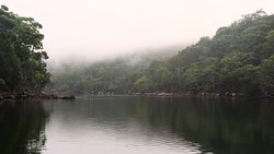 The Australian bush, fog and river,  Pittwater Stock Footage