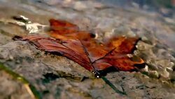 leaf water Stock Footage