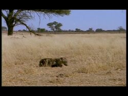 Spotted Hyena (Crocuta crocuta) - baby hyena lost and alone, standing, looking around, resting, falling asleep, walking trying to follow scent, lies in shade of tree, unhappy Stock Footage