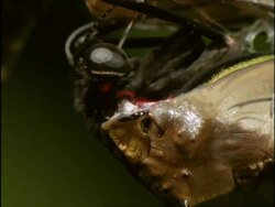 CU Cairns Birdwing Butterfly (Ornithoptera priamus) emerging from pupa, Australia Stock Footage