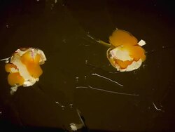 Breaking Eggs Stock Footage