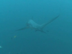 Thresher shark (Alopias vulpinus) behaviour coming into cleaning stations to be cleaned, Malapascua, Philippines Stock Footage