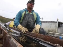 Oyster Farmers Begin To Wind Down Operations After Feds End Nat'l Seashore Lease Stock Footage
