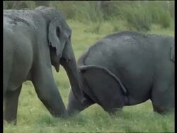 Pair of male Indian Elephants, one gay male elephant fondling another with trunk, India Stock Footage