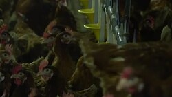 Hens in a hen house News Clip