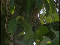 CU Leopard, Panthera pardus, in tree, Bandhavgarh National Park, India Stock Footage