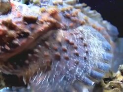 Stone Fish. Stock Footage