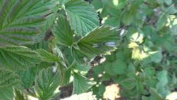 Mosquito on a green leaf Stock Footage