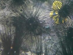 Black sea urchin Stock Footage