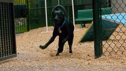 Science Kids: All About Photosynthesis Instructional Video