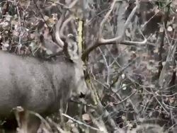 MS Shot of mule deer buck thrashing bush and licking sap / Denver / Rocky Mountain Arsenal, Colorado, United States Stock Footage