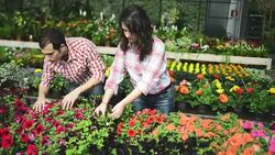 Florists owner arranging flowers Stock Footage