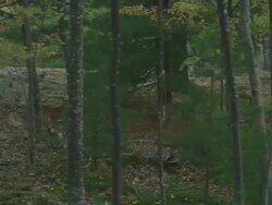 TS Deer running through woods and approaching another deer at Acadia National Park / Mount Desert Island, Maine, United States Stock Footage