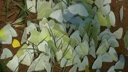 Butterflies Stock Footage