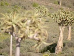 MS R/F Shot of Quiver tree forest scattered across mountain slope / Namaqualand, Northern Cape, South Africa Stock Footage