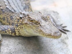 Crocodile Stock Footage