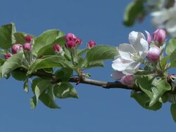 CU Stick of blooming apple trees / Kirf, Rhineland-Palatinate, Germany Stock Footage