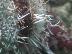 Sea urchin detail. Stock Footage