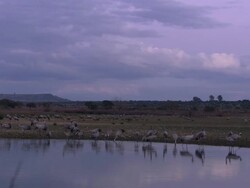 European Cranes (Grus grus) adults and young at lake edge, North East Extremadura in Dehesa. Cranes migrate south in winter from Scandinavia and Northern Europe to Spain and roost in large numbers mainly on lake shores. Stock Footage