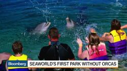 SeaWorld to Open Abu Dhabi Park News Clip