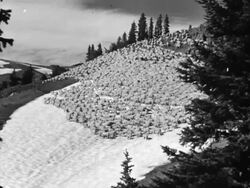 Sheep and cattle in the mountains and on the range Stock Footage