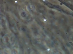 Human sperm swimming, noisy background, Phase contrast Stock Footage