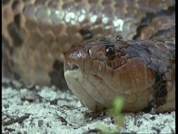 CU Head of Anaconda, South America Stock Footage
