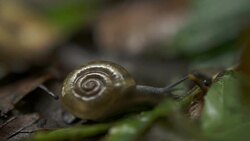 Snail Stock Footage