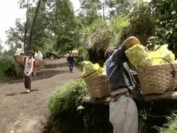 MS Miner fixing his basket / Ijen, Java, Indonesia Stock Footage