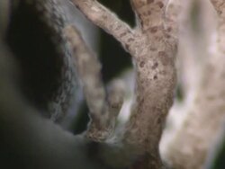Tadpole gill blood circulation: Common Frog (Rana temporaria) tadpole collected from pond near Newcastle Emlyn, UK. Stock Footage