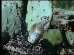 Ground Squirrel eating, on dead tree, Sonoran desert, USA Stock Footage