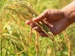 Survey of rice Stock Footage