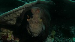 Giant octopus hiding in coral reef, Komodo, Indonesia (4K) Stock Footage