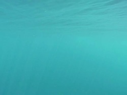 MS View of Blue whale underwater / Mirissa, Southern province, Sri Lanka   Stock Footage