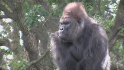 Teri Tacheny, a harpist, has a loyal following of fans who appreciate her soothing music. Every month, gorillas, orangutans and monkeys amble down to hear her play at the Como Park Zoo in Minnesota. (Sept. 25) News Clip