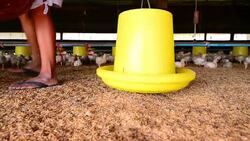 Chicken Farm Stock Footage