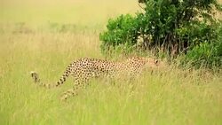 Cheetah watching for preying at wild Stock Footage