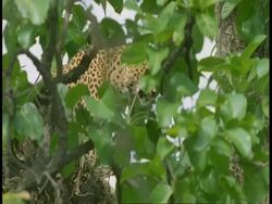 MS Leopard, Panthera pardus, partially camouflaged in tree, Bandhavgarh National Park, India Stock Footage