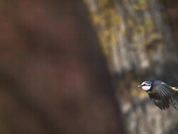  MS SLO MO Blue Tit (parus caeruleus) taking off from trough with Food in Beak / Vieux Pont, Normandy, France  Stock Footage
