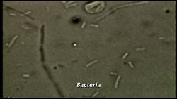 Biological Classification - Characteristics of Living Things Instructional Video