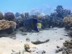 Coral And Fish Stock Footage