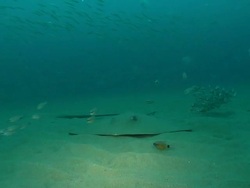 MS Shot of Two sharp nose stingray lying on sea floor with various fish swimming around / Matola, Maputo, Mozambique Stock Footage